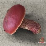 Боровик Фроста (Butyriboletus frostii)