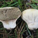 Дождевик луговой (Lycoperdon depressum)