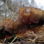 Эксидия сжатая (Exidia recisa)