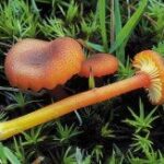 Гигроцибе турунда (Hygrocybe turunda)