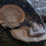 Глеофиллум бревенчатый (Gloeophyllum trabeum)