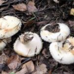 Груздь водянистозоновый (Lactarius aquizonatus)