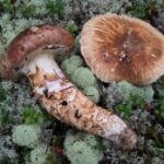 Мацутакэ (Tricholoma matsutake)