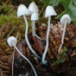 Мицена синеногая (Mycena cyanorrhiza)