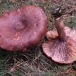 Млечник камфорный (Lactarius camphoratus)