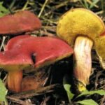 Моховик красный (Hortiboletus rubellus)