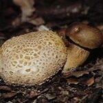 Моховик паразитирующий (Pseudoboletus parasiticus)