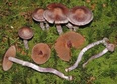 Паутинник блистательный (Cortinarius evernius)