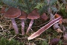 Паутинник блистательный (Cortinarius evernius)