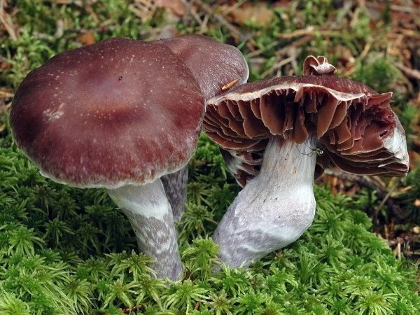 Паутинник блистательный (Cortinarius evernius)