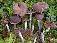 Паутинник блистательный (Cortinarius evernius)
