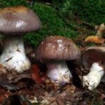 Паутинник превосходный (Cortinarius praestans)