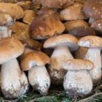 Польза и вред белых грибов для организма