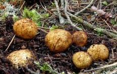 Ризопогон желтоватый (Rhizopogon luteolus)