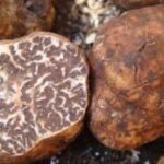 Трюфель белый мартовский (Tuber borchii)