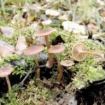 Тубария отрубистая (Tubaria furfuracea)
