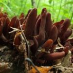 Виннея американская (Wynnea americana)