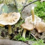 Волоконница волокнистая (Inocybe rimosa)